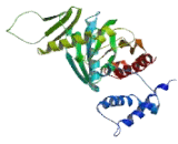 Mitochondrial Translational Release Factor 1 (MTRF1)