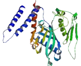 Mitochondrial Translational Release Factor 1 Like Protein (MTRF1L)