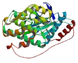 Mitogen Activated Protein Kinase 12 (MAPK12)