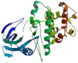 Mitogen Activated Protein Kinase 4 (MAPK4)