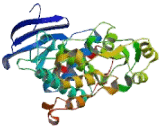 Mitogen Activated Protein Kinase 7 (MAPK7)