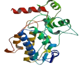 c-Jun N-terminal Kinase 1 (JNK1)