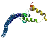 Mitogen Activated Protein Kinase 8 Interacting Protein 3 (MAPK8IP3)