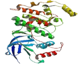 Mitogen Activated Protein Kinase 9 (MAPK9)