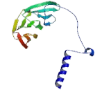 Mitogen Activated Protein Kinase Binding Protein 1 (MAPKBP1)