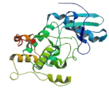 Mitogen Activated Protein Kinase Kinase 4 (MAP2K4)