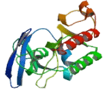 Mitogen Activated Protein Kinase Kinase Kinase 13 (MAP3K13)