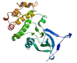 Mitogen Activated Protein Kinase Kinase Kinase 6 (MAP3K6)