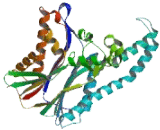 Mitogen Activated Protein Kinase Kinase Kinase 7 Interacting Protein 1 (MAP3K7IP1)