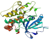 Mitogen Activated Protein Kinase Kinase Kinase Kinase 4 (MAP4K4)