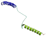 Mitotic Arrest Deficient 1 Like Protein 1 (MAD1L1)