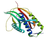 Mitotic Arrest Deficient 2 Like Protein 1 (MAD2L1)