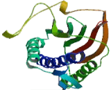 Mitotic Arrest Deficient 2 Like Protein 2 (MAD2L2)