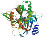 Mitotic Centromere Associated Kinesin (MCAK)