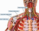 Vertebral Artery Pressed (VAP)