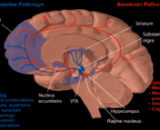 Anorexia Nervosa (AN)