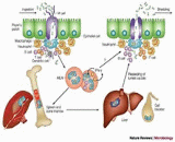 Bacterial Infection (BI)