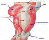 Tendon Damage (TD)