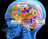 Drug Dependence Disease (DD)