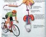 Water–Electrolyte Imbalance (WEI)