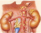 High Serum Creatinine (HSC)