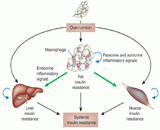 Insulin Resistance (IR)