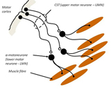 Motor Neuron Disease (MND)