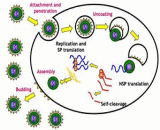 Virus Infection (VI)