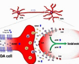 Social Defeat Stress (SDS)