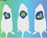 Tumor Transplantation (TT)