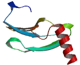 Mof4 Family Associated Protein 1 Like Protein 1 (MRFAP1L1)