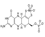 Molybdenum Cofactor (MOCO)