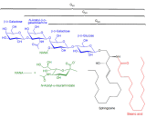 Monosialodihexosylganglioside (GM3)