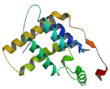 Mortality Factor 4 (MORF4)