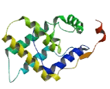 Mortality Factor 4 Like Protein 1 (MORF4L1)