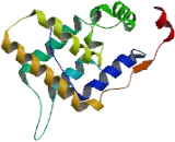 Mortality Factor 4 Like Protein 2 (MORF4L2)