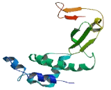 MpV17 Mitochondrial Inner Membrane Like Protein 2 (MPV17L2)