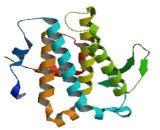 Mps One Binder Kinase Activator Like Protein 1B (MOBKL1B)