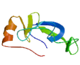 Mucin 19, Oligomeric (MUC19)