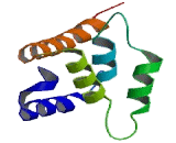 Mucosa Associated Lymphoid Tissue Lymphoma Translocation Gene 1 (MALT1)