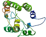 Multidrug And Toxin Extrusion Protein 1 (MATE1)