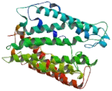 Multidrug And Toxin Extrusion Protein 2 (MATE2)