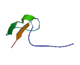 Multidrug Resistance Related Protein (MRP)