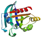 Muscle RAS Oncogene Homolog (MRAS)