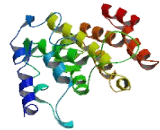 Muscle Related Coiled Coil Protein (MURC)