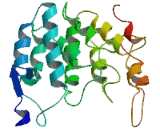 Muscular LMNA Interacting Protein (MLIP)