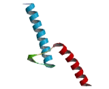 Musculin (MSC)