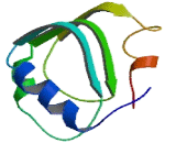 Musculoskeletal Embryonic Nuclear Protein 1 (MUSTN1)