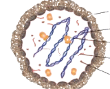 Mycoplasma Pneumoniae (MP)