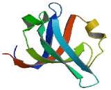 Myeloid/Lymphoid Or Mixed Lineage Leukemia Translocated To 4 (MLLT4)